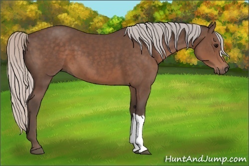 Horse Color: Silver Black 