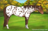 Horse Color:Liver Chestnut Near Leopard 