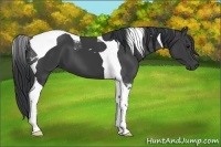 Horse Color:Black Tobiano 
