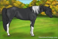 Horse Color:Black Tobiano 