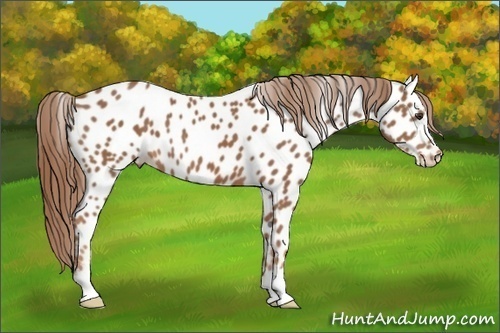 Horse Color: Chestnut Near Leopard 