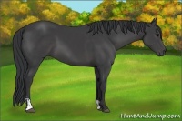 Horse Color:Black Sabino 