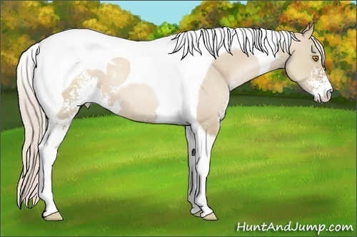 Horse Color: Silver Grullo Pearl Sabino Tobiano 