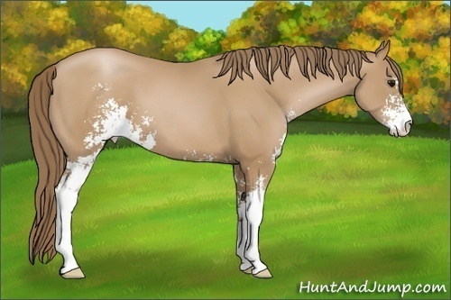 Horse Color: Black Pearl Sabino 