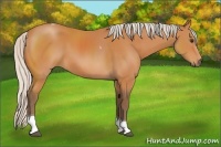 Horse Color:Silver Bay Sabino Tobiano 