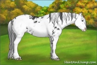 Horse Color:Black Sabino 
