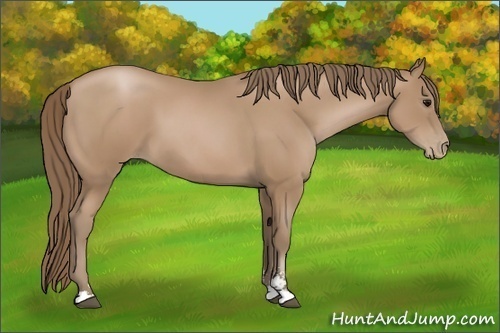 Horse Color: Black Pearl Sabino 