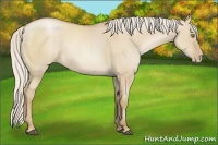 Horse Color:Silver Grullo Pearl Sabino 