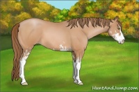 Horse Color:Brown Pearl Sabino 