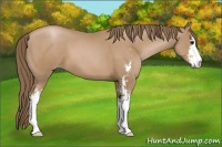 Horse Color:Black Pearl Sabino 
