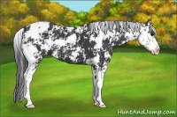 Horse Color:Black Sabino 