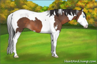 Horse Color:Brown Sabino Splash Tobiano 