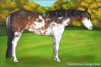 Horse Color:Brown Sabino 