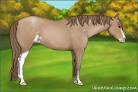 Horse Color:Black Pearl Sabino 