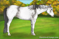 Horse Color:White Spotted Black Sabino 