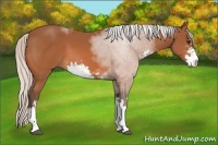 Horse Color:Silver Bay Sabino 