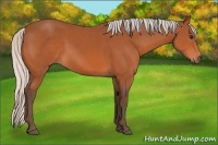 Horse Color:Silver Bay Sabino 