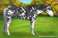 Horse Color:Black Sabino 