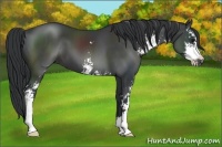 Horse Color:Black Sabino 