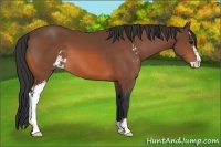 Horse Color:Bay Sabino 