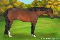 Horse Color:Bay Sabino 