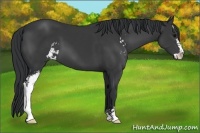Horse Color:Black Sabino 