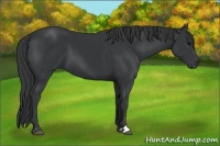 Horse Color:Black Sabino 