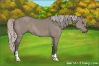 Horse Color:Silver Grullo Sabino 