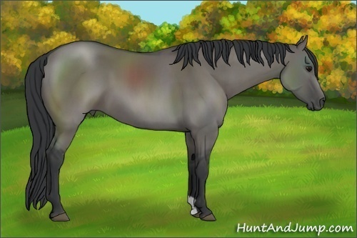 Horse Color: Grullo Sabino 