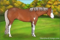 Horse Color:Silver Bay Sabino 