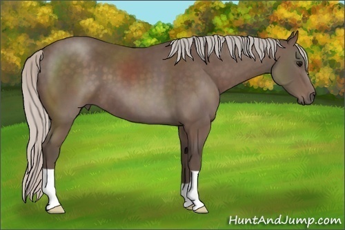 Horse Color: Silver Black 