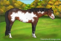 Horse Color:Brown Sabino Frame 