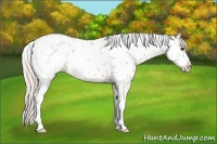 Horse Color:Silver Brown Dun Sabino Near Leopard 