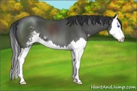Horse Color:Blue Roan Sabino Splash 