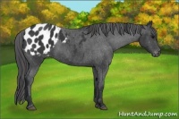 Horse Color:Black Sabino Appaloosa 