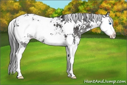 Horse Color: Black Sabino Splash 