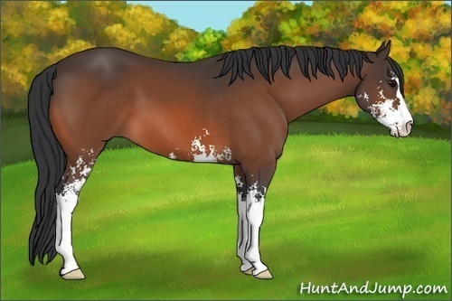 Horse Color: Bay Sabino 