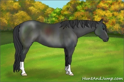 Horse Color: Black 