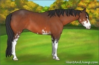 Horse Color:Bay Sabino