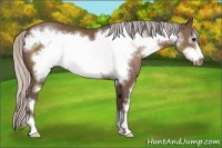 Horse Color:Silver Black Sabino Frame 
