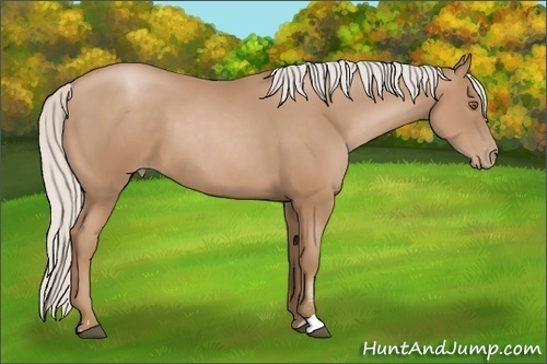 Horse Color: Silver Black Pearl Sabino 