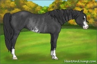 Horse Color:Black Sabino Rabicano 