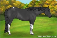 Horse Color:Black Tobiano 