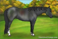 Horse Color:Black Sabino 