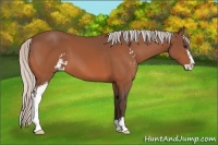 Horse Color:Silver Bay Sabino 