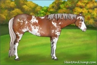 Horse Color:Silver Brown Sabino Rabicano 
