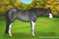 Horse Color:Black Sabino Rabicano 