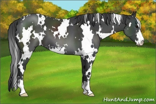 Horse Color: White Spotted Black Sabino 