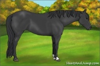 Horse Color:Black Sabino 