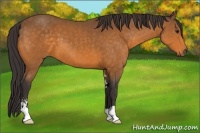 Horse Color:Buckskin Sabino 